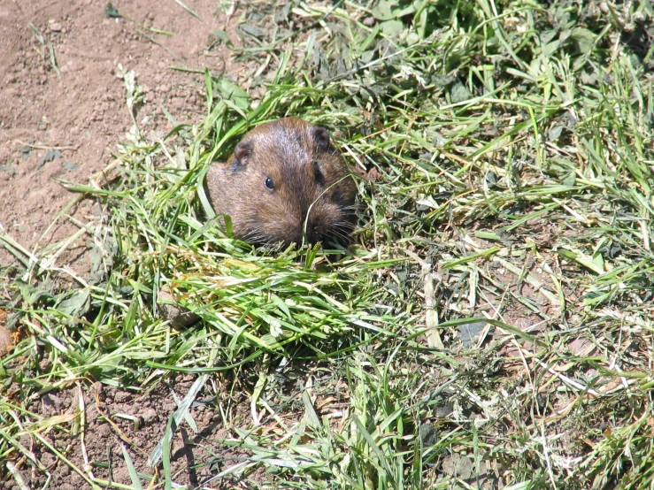 a beaver resting in the grass after eating