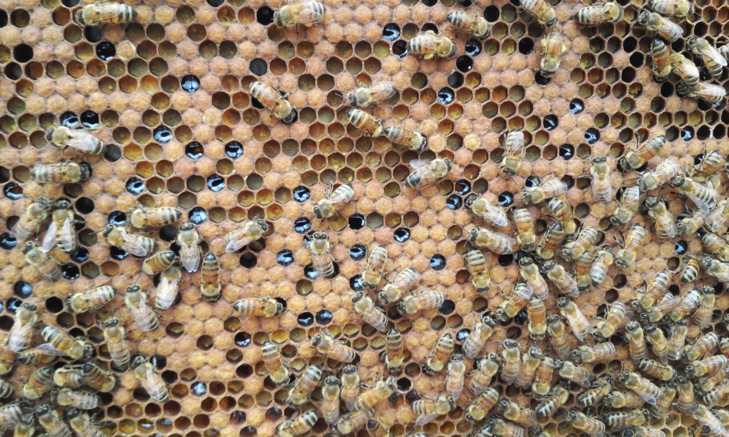 several bees sit inside a honeycomb with their babies in it
