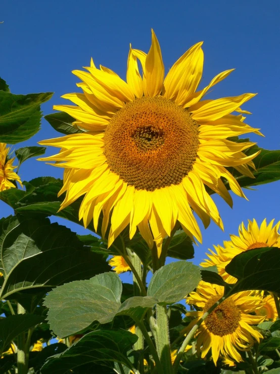 a large yellow flower is in front of a blue sky