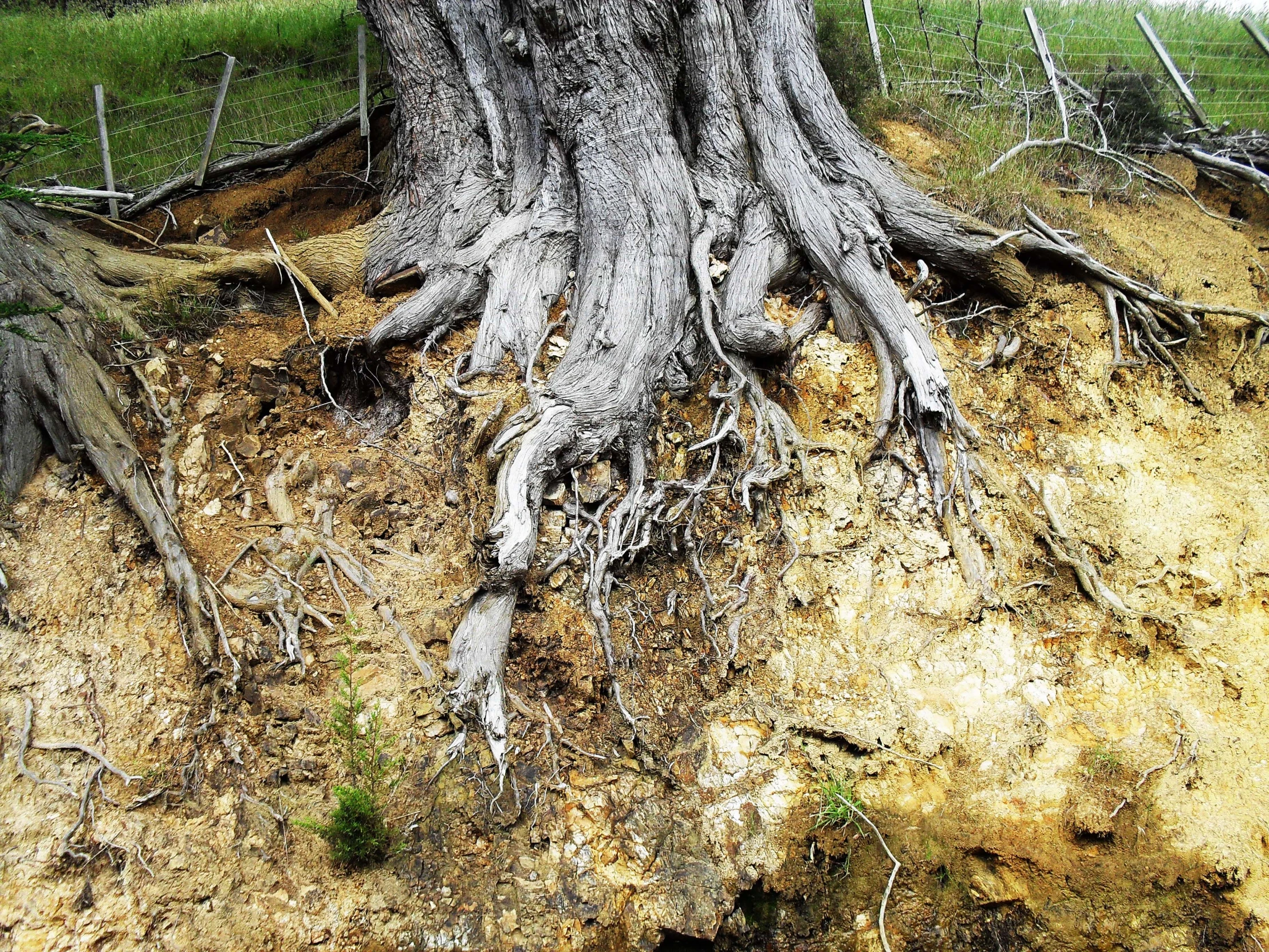 a group of trees with large root roots