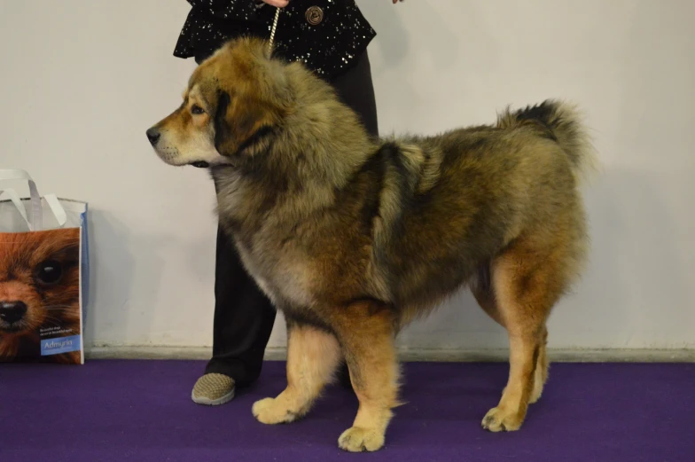 a fluffy dog is standing next to a woman on a purple carpet