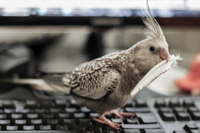 a small gray and white bird sitting on a keyboard