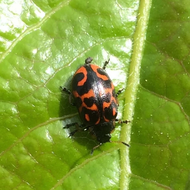 a lady beetle with red and black markings on it's body