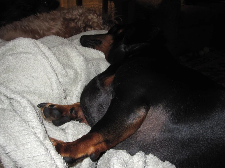 a dachshund is curled up in a blanket