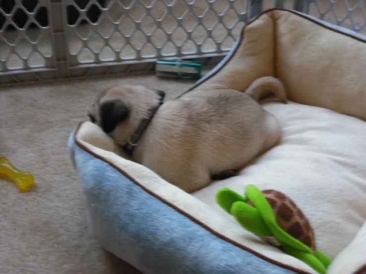 a small puppy sleeping in a pet bed