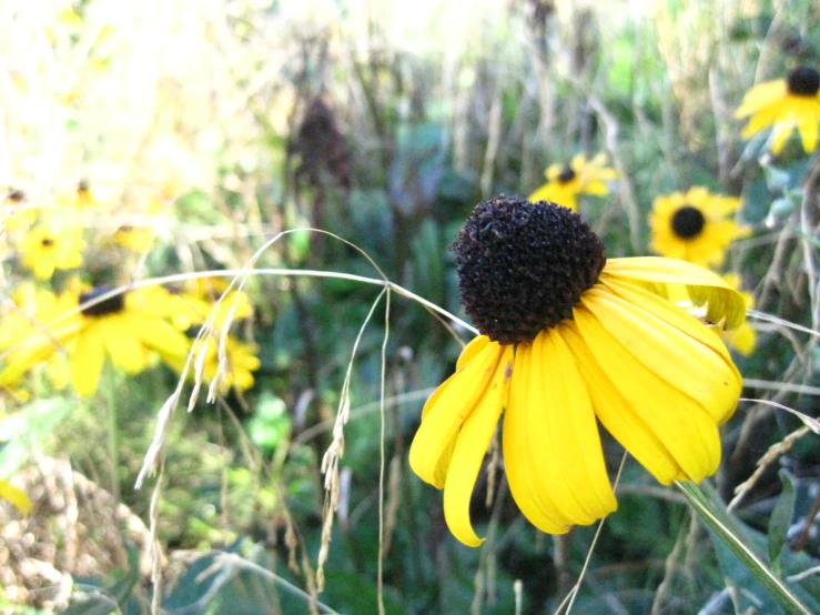 a yellow flower that is in a field