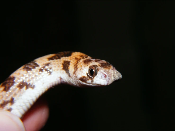 a small brown and white snake on a hand
