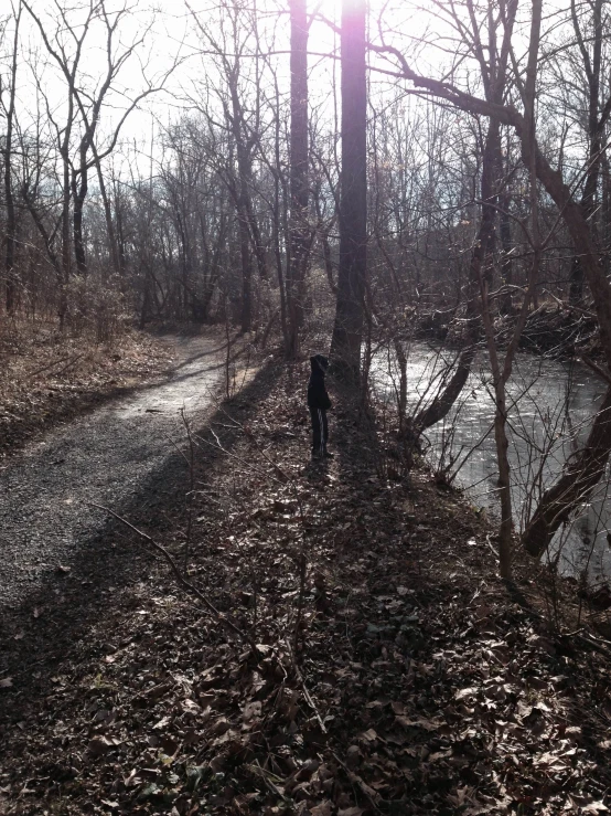 a small dog is looking for food near the woods