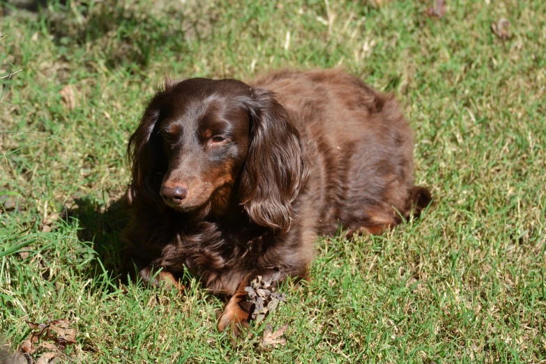 a brown dog laying in the grass by itself