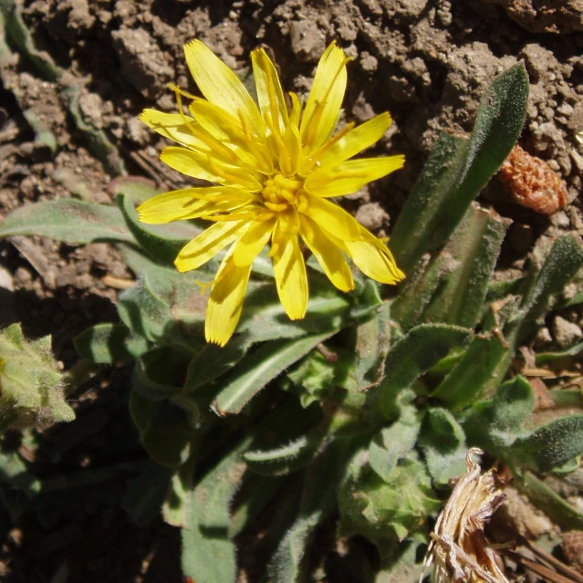 small yellow flower growing in rocky area next to gravel