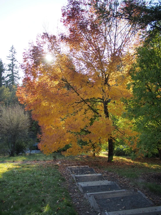 an autumnal tree with fall foliage