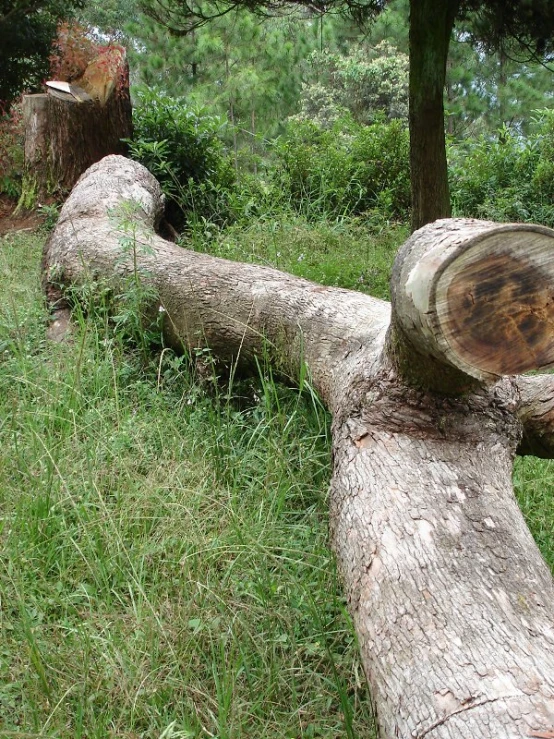 several wood logs lying side by side on a grassy field