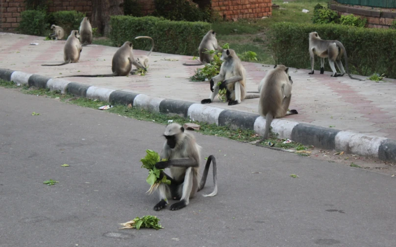 monkeys in street eating food and sitting on the street