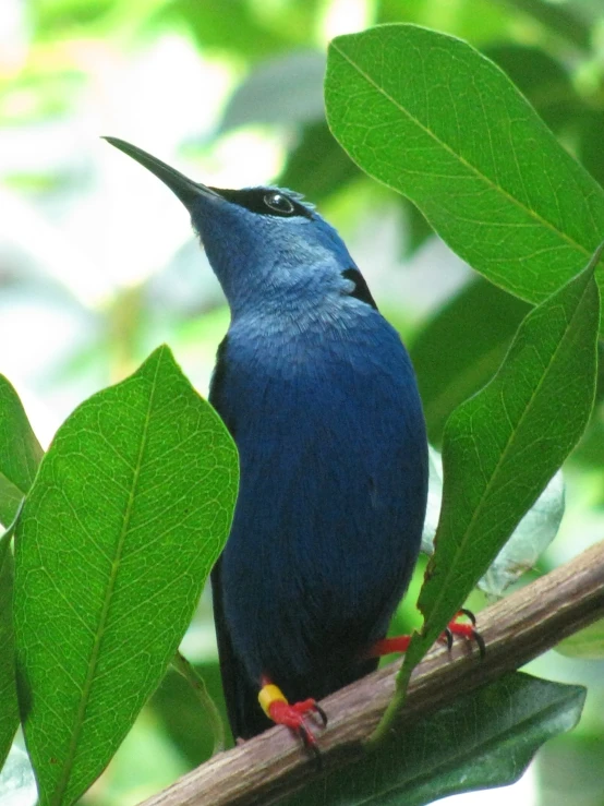 a blue bird sitting on a tree nch
