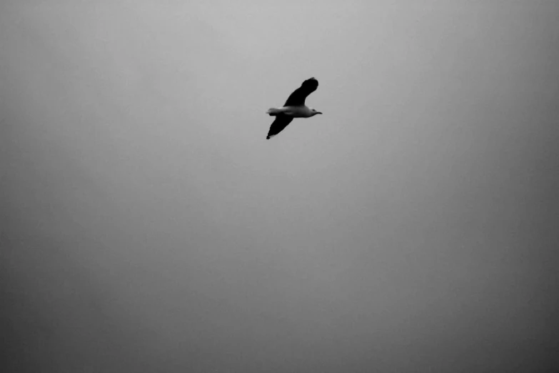 a bird flying high in the gray sky