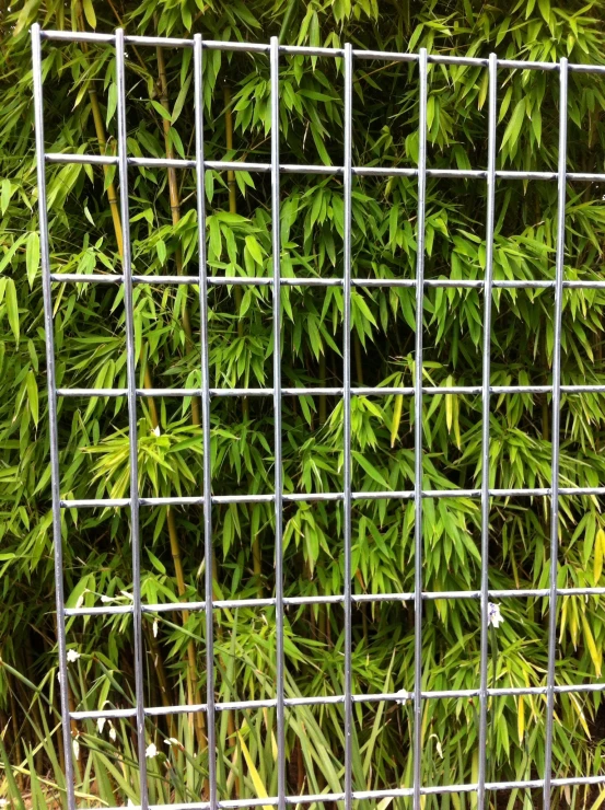 metal grating covers the green plant covered wall