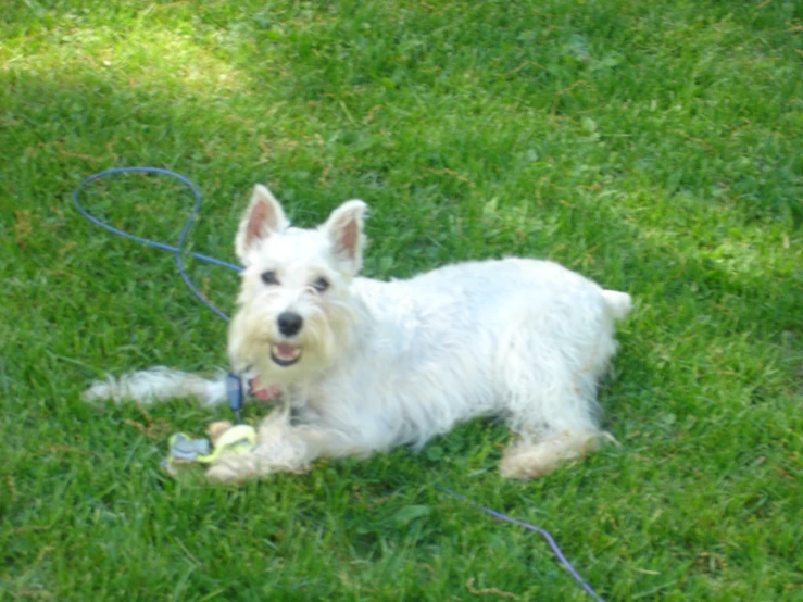 a white dog with its tongue out and ball in its mouth