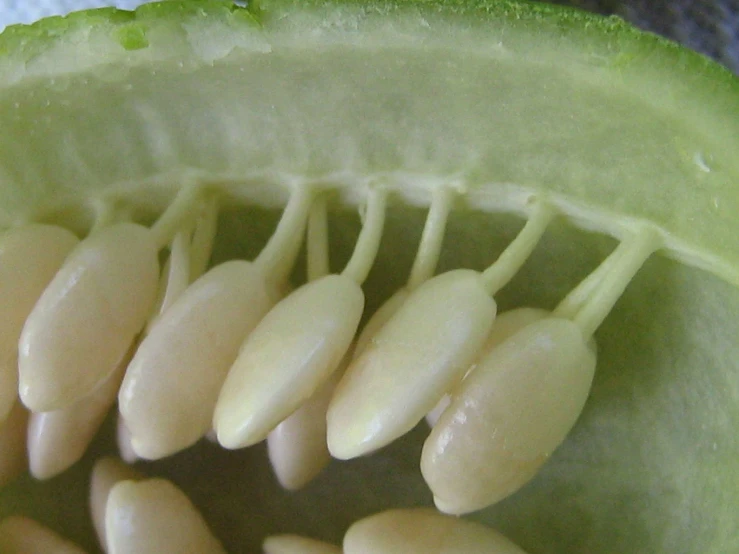 a green plant with some seed inside of it