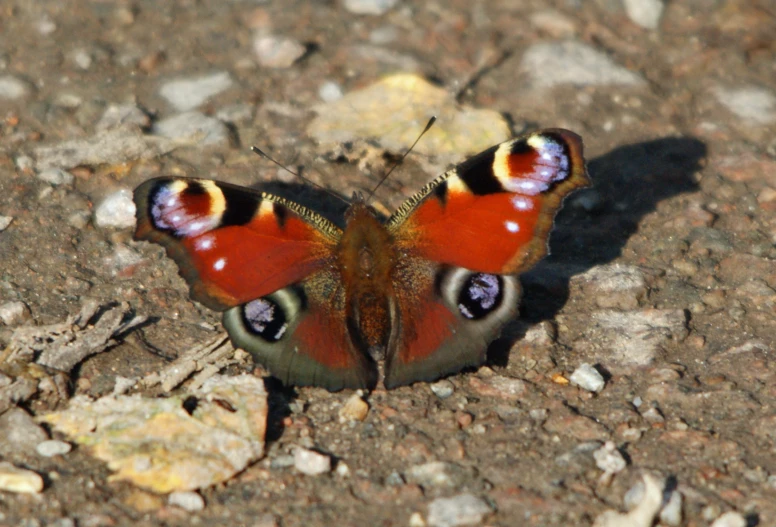 an orange and black erfly is sitting on the ground