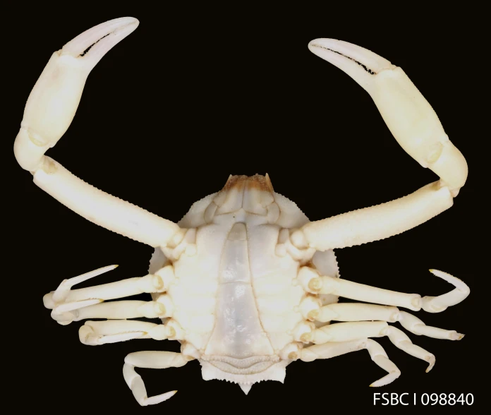 an adult white crab with all the teeth visible