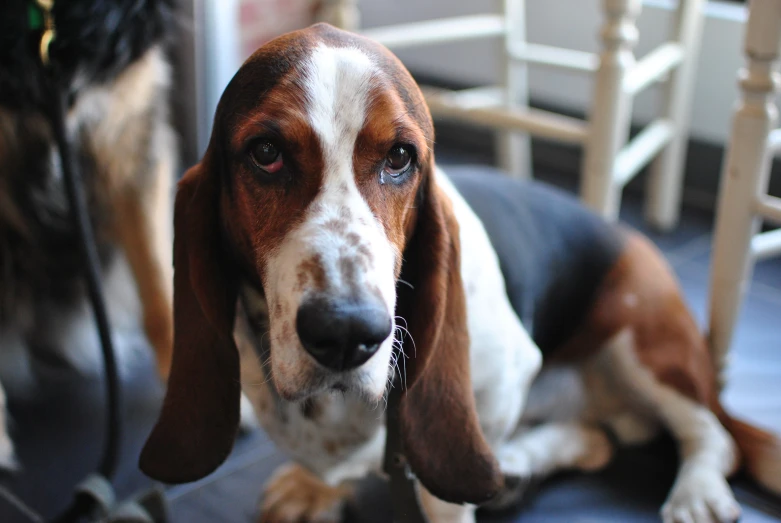 a basset hound sitting next to a chair