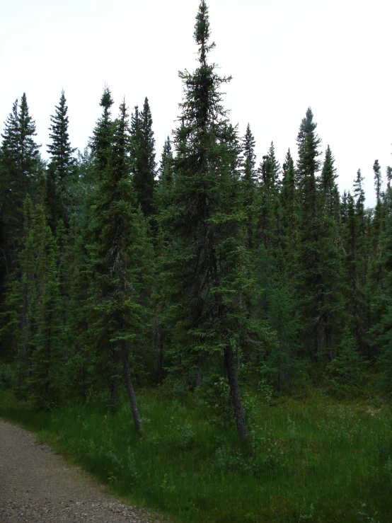 a group of tree line next to a dirt road