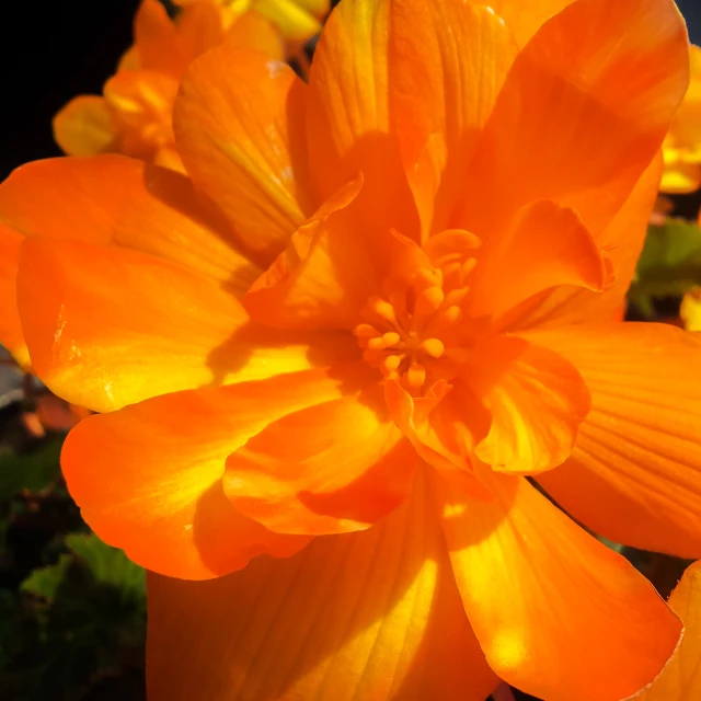 closeup of bright orange colored flowers