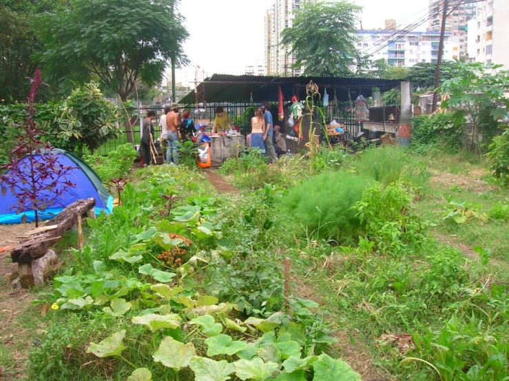 several people standing around an area with plants