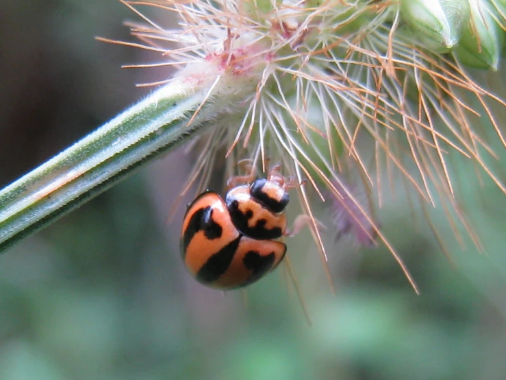 a bug sits on top of a plant next to another insect