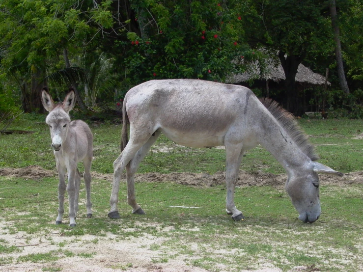 two donkeys standing in the grass next to some trees