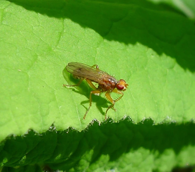 a fly is resting on the green leaves