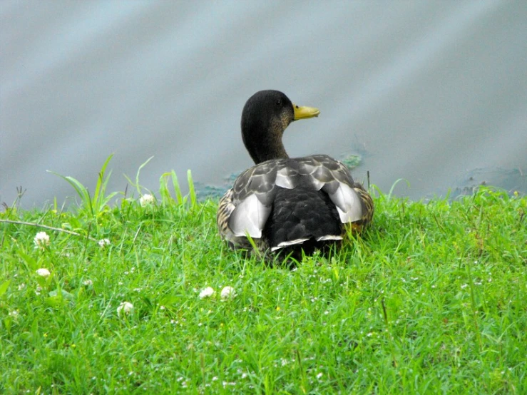 a large duck sitting on top of a lush green field