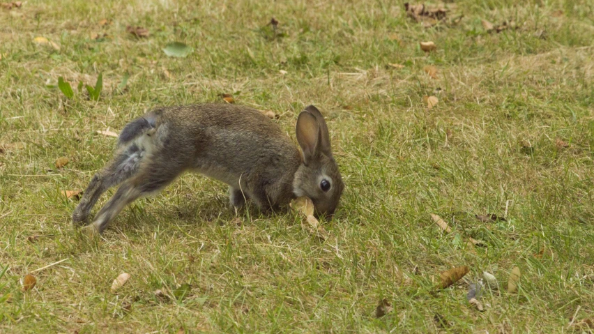 the little rabbit is playing in the grassy field