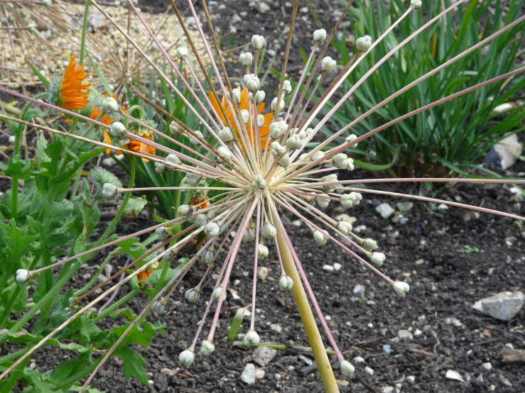 a close up view of the inside of a flower