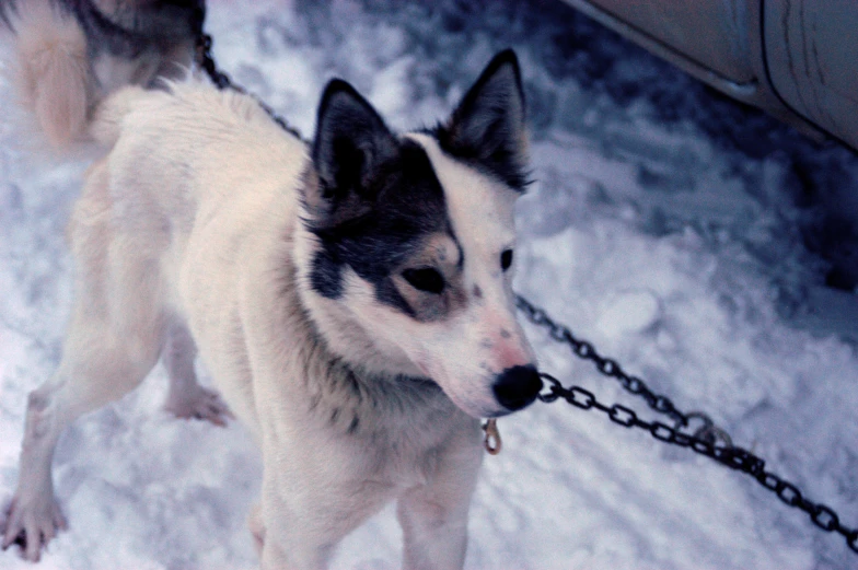 a husky dog standing on a snowy ground