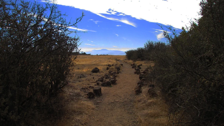 a dirt road is running through the brush