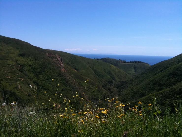 a field full of yellow flowers on the top of a hill