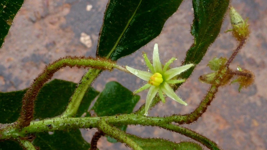 a close up of a flower with small leaves