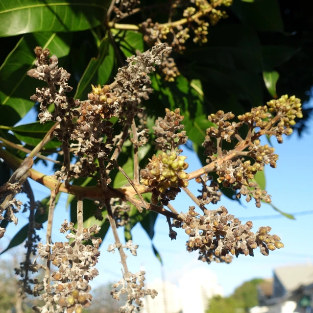 some flowers blooming from the nches of a tree