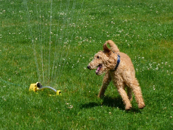 dog running through the grass near a sprinkler