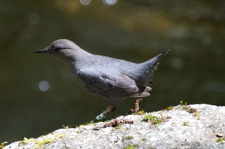 the bird is standing on the rock in the forest