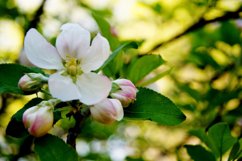 a flower budding with green leaves and sunlight shining