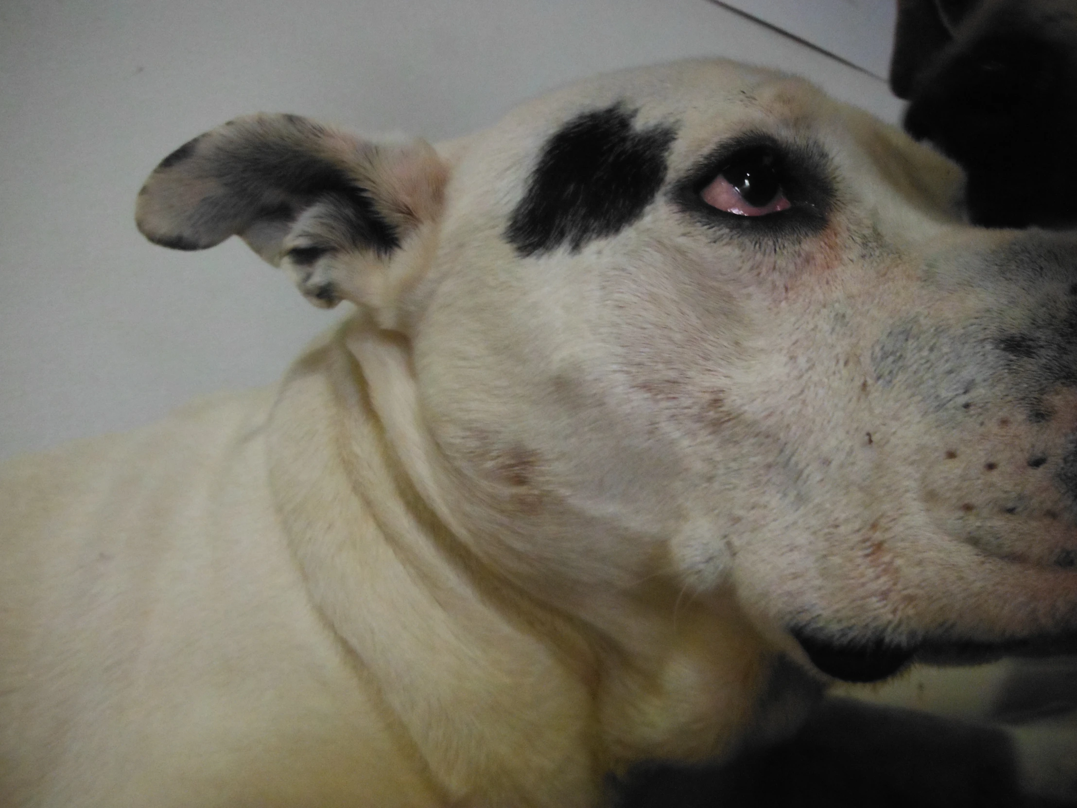 a white and black dog with red eyes looks off into the distance