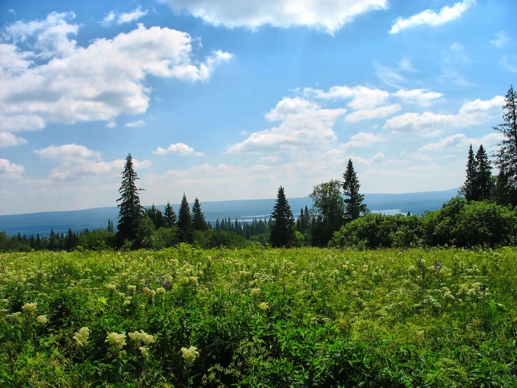 green field on blue sky day with trees in the background