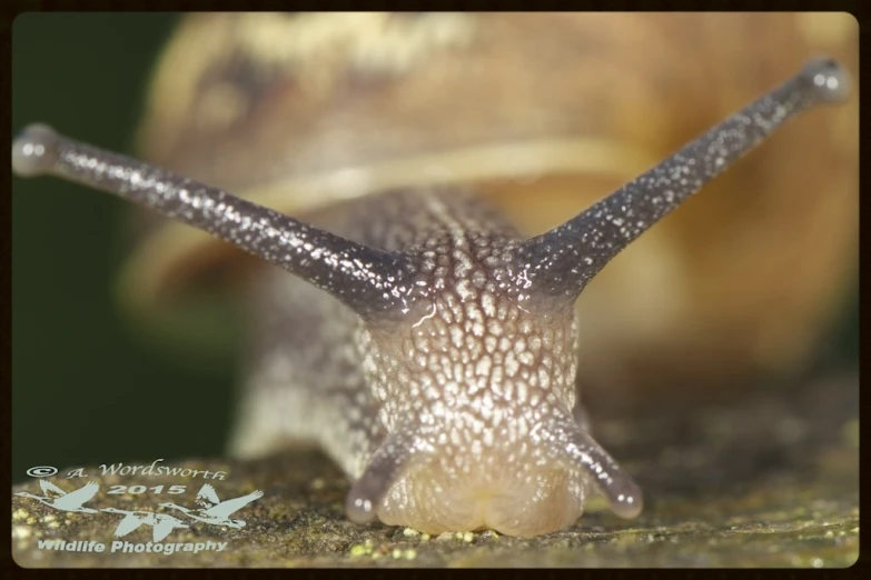 this is a close up image of a slug crawling down the ground