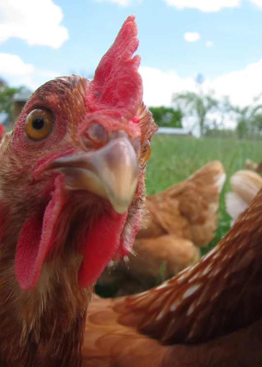 a close up of a group of chickens