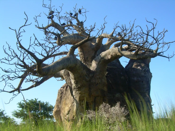 some dead nches growing out of the ground near a tall tree