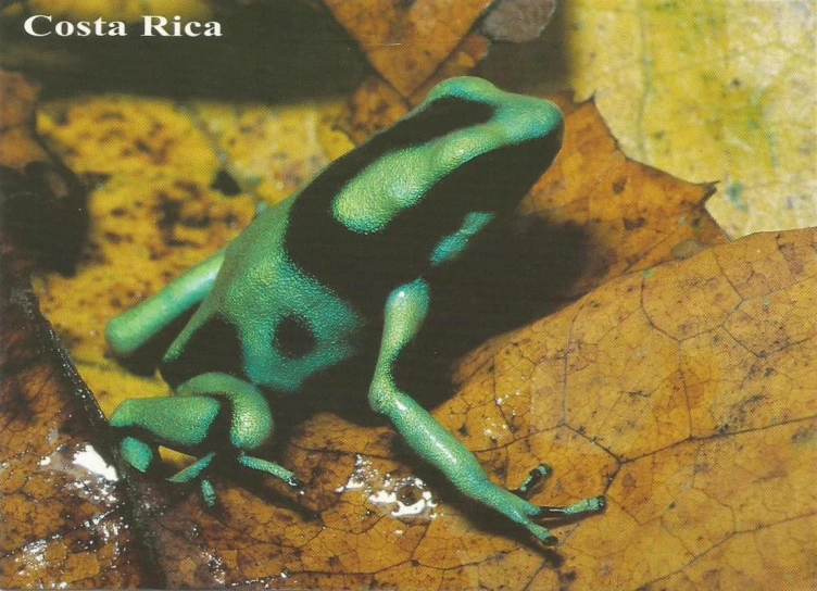 a green and black frog sitting on top of a leaf