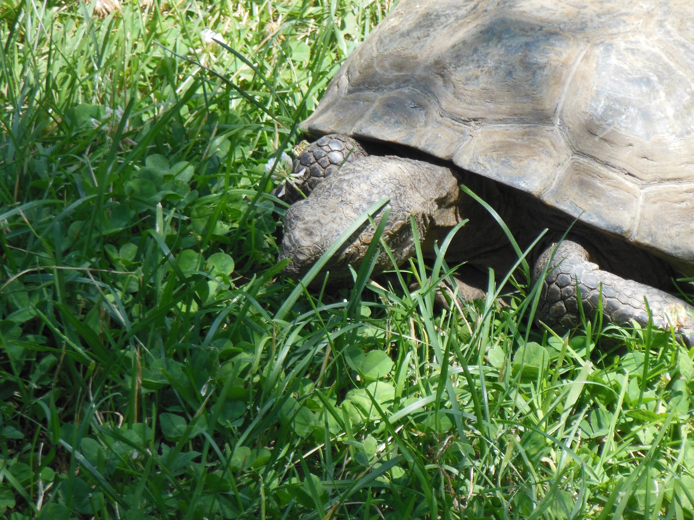 a giant turtle walking around in some grass