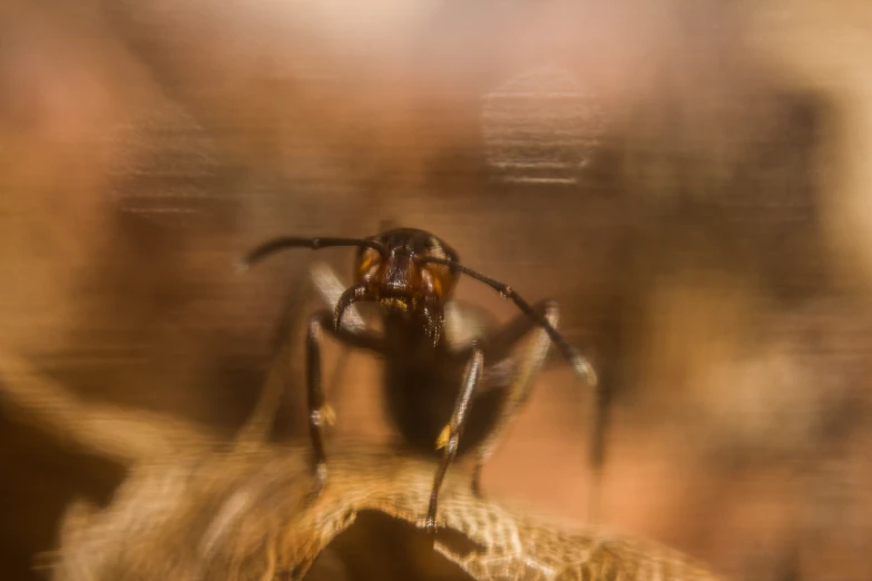 a large brown insect in the woods on a blurry po